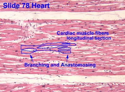 Cardiac Muscle Fiber Cell Goimages Urban 
